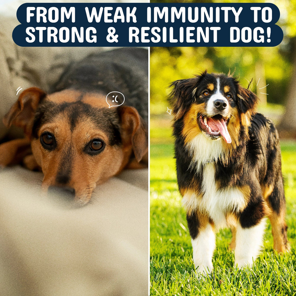 Good Doggo Recovery Bundle